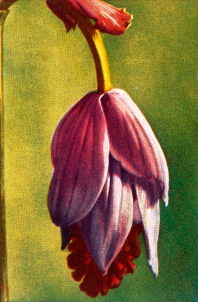 Medinilla, c1928. by Unbekannt