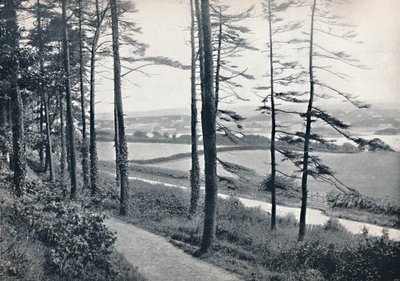 Menai - Bangor Wood
