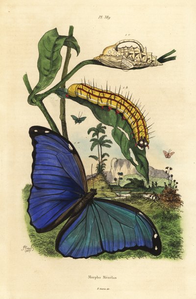 Menelaus mavi morfo kelebeği, Morpho menelaus, tırtıl ve pupa by Unbekannt