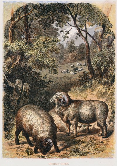Merinos koyunu, c1860 by Unbekannt