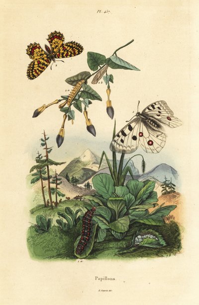 Dağ Apollo kelebeği, Parnassius apollo 1 ve güney festoon, Zerynthia polyxena 2, larva ve pupa by Unbekannt