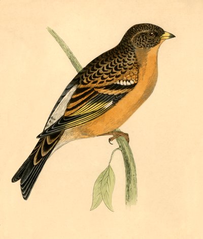 Dağ Finch, 19. yüzyılın sonlarında. by Unbekannt