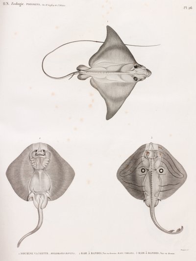Mourine Dana Derisi ve Çizgili Ray by Unbekannt
