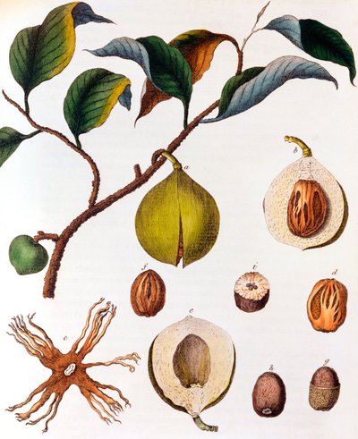 Myristica fragrans - hindistan cevizi, c1798 by Unbekannt