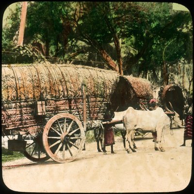 Yerli öküz arabası, Seylan, 19. yüzyılın sonları veya 20. yüzyılın başlarında by Unbekannt