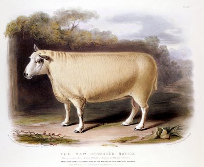 Yeni Leicester Dishley koç, 1842 by Unbekannt