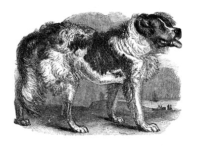 Newfoundland köpeği, 1848 by Unbekannt