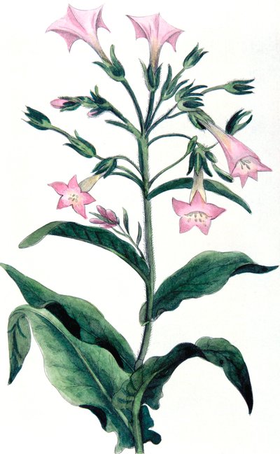 Nicotiana tabacum - tütün bitkisi, 1823 by Unbekannt