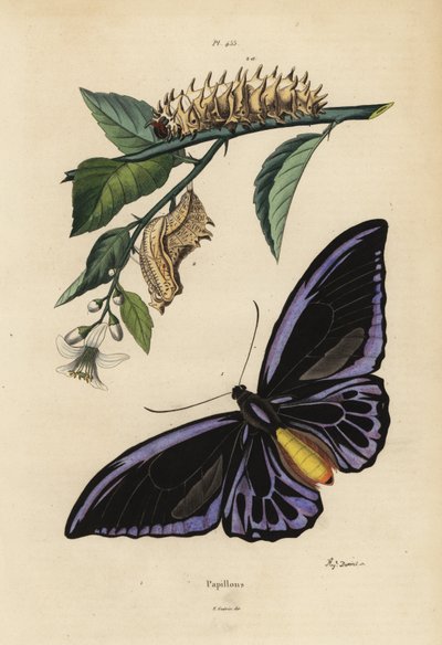 Kuzey kuş kanadı, Ornithoptera priamus urvillianus 1 ve ortak kuş kanadı Troides helena