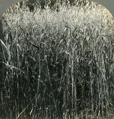 Büyüyen Yulaf, Pensilvanya, ABD, 1903. by Unbekannt