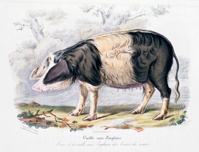 Eski İngiliz domuz cinsi, 1842 by Unbekannt