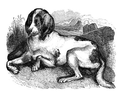 Eski İngiliz tazısı, 1848 by Unbekannt