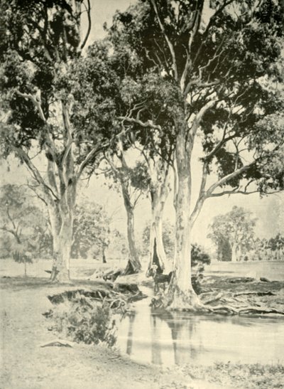 Old Gums, Crawford Dağı, Güney Avustralya, 1901. by Unbekannt