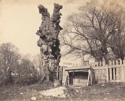 Chatham yakınlarındaki Yaşlı Ağaç, 1850