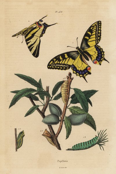 Eski Dünya kırlangıçkuyruğu, Papilio machaon 1 ve kıt kırlangıçkuyruğu, Iphiclides podalirius 2, larva ve pupa by Unbekannt