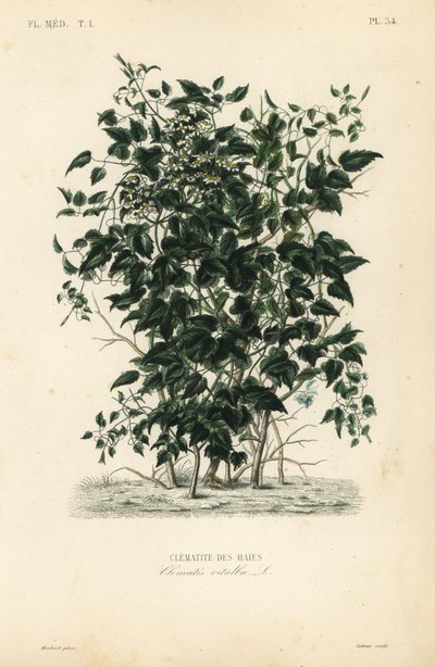Yaşlı adamın sakalı ve yolcunun neşesi, Clematis vitalba, Clematite des haies by Unbekannt