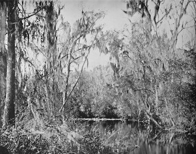 Governors Creek, Ocklawaha Nehri, Florida, c1897. by Unbekannt