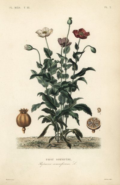 Haşhaş, Haşhaş somniferum, Pavot somnifere by Unbekannt