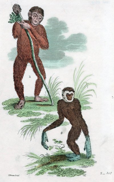 Borçlular ve Gibbon, 1822 by Unbekannt