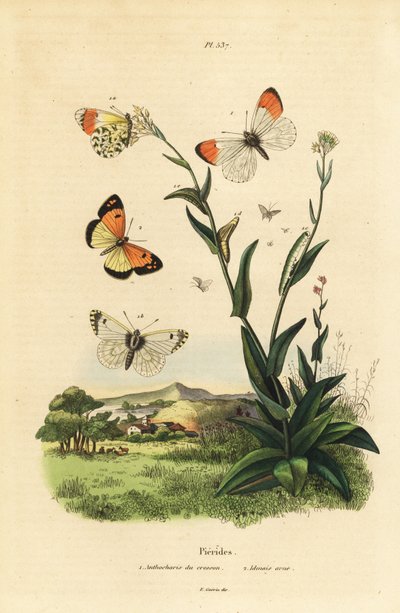 Turuncu uçlu kelebek, Anthocharis kakule, pupa ve tırtıl 1 ve mavi benekli Arap, Colotis phisadia phisadia 2 by Unbekannt