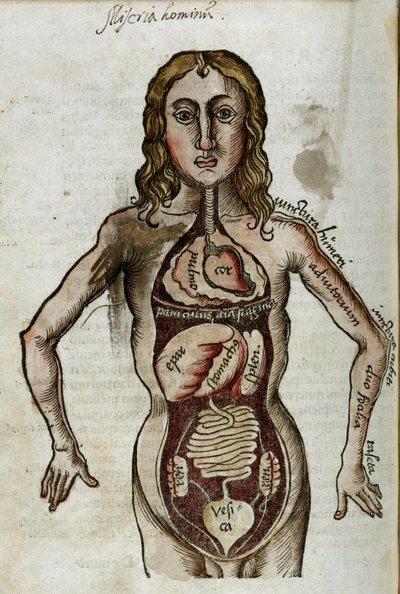 Organlar İç organları açıkta olan bir adam figürü by Unbekannt