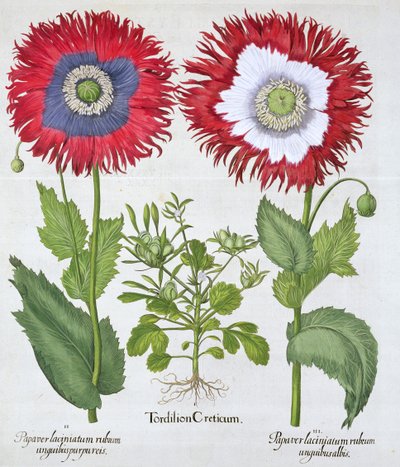 Süs haşhaşları, 1613 by Unbekannt