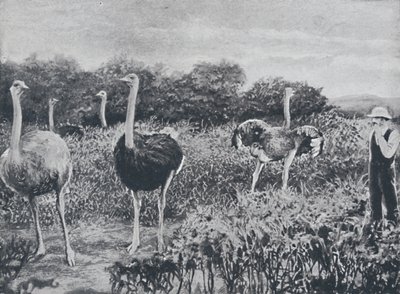 Devekuşları, 1924 by Unbekannt