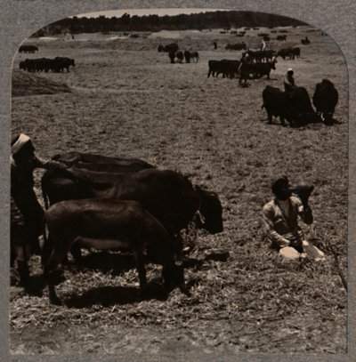 Mısıra basan öküz, c1900 by Unbekannt