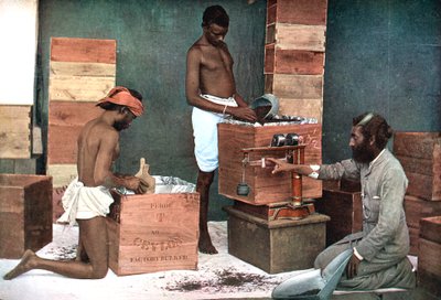 Bir Seylan Sri Lanka arazisinde ihracat için çay paketleme ve tartma, 1905 by Unbekannt