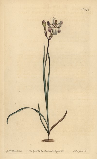 Boyalı çiçekli ixia, Ixia fucata by Unbekannt