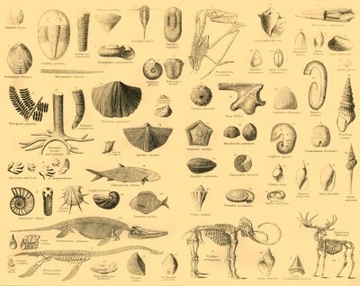 Paleontoloji, c1910. by Unbekannt
