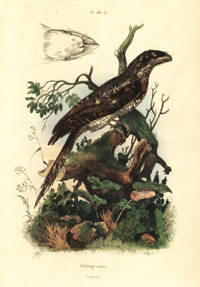 Papua kurbağaağız, Podargus papuensis Podarge papou by Unbekannt