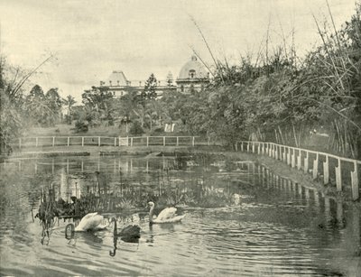 Papirüs Göleti, Brisbane Botanik Bahçeleri, 1901. by Unbekannt