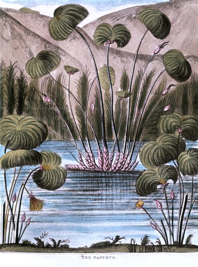 Papirüs kamış Cyperus papirüs, 1823 by Unbekannt