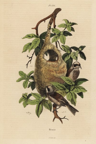 Sarkaç baştankara, Remiz pendulinus ve yuva by Unbekannt