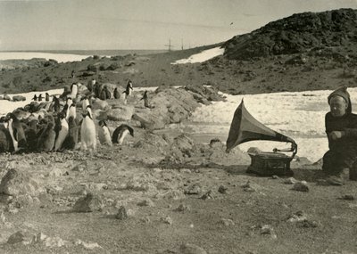 1908, 1909 yazında gramofon dinleyen penguenler by Unbekannt