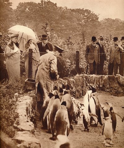 Kral için geçit töreninde penguenler, 1934 1935 by Unbekannt
