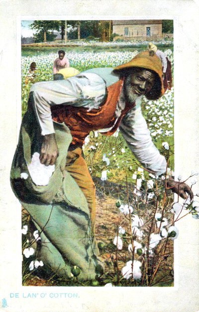 Pamuk toplama, ABD, kartpostal, c1900 by Unbekannt