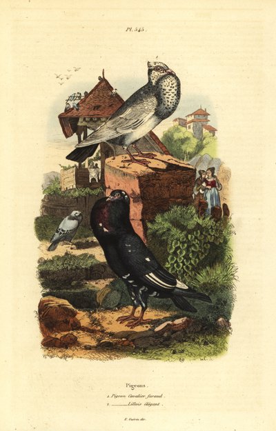Güvercin Columba livia ırkları: güvercin süvari faraud, güvercin lilois zarif by Unbekannt