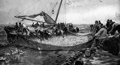 Pilchards, 1900 by Unbekannt