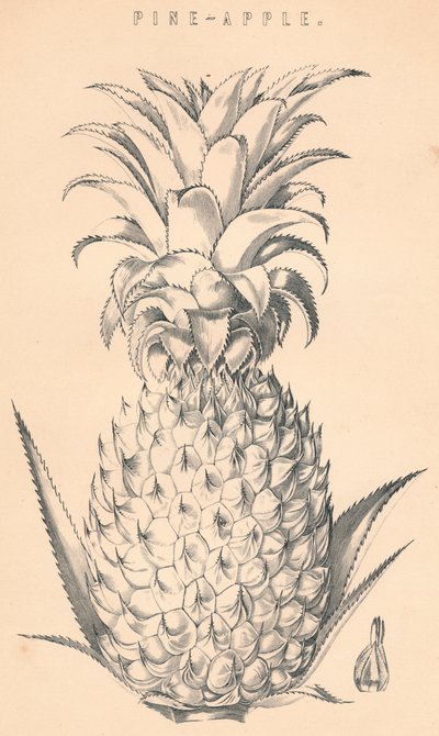 Çam-Elma, c19. yüzyıl. by Unbekannt