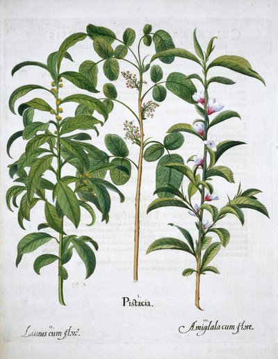 Fıstık, Defne Ağacı Laurus Nobilis ve Badem, 1613 by Unbekannt