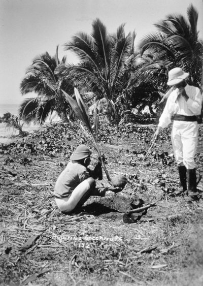 Hindistan cevizi ekimi, Solomon Adası, Fiji, 1905 by Unbekannt