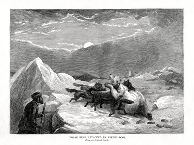 Kutup Ayısı Eskimo Köpeklerinin Saldırısına Uğradı, 1877 by Unbekannt