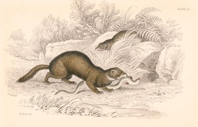 Polecat Mustela putorius, gelincik ailesinin bir üyesi, 1828 by Unbekannt