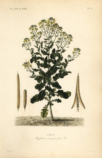Polonya kanola veya kanola yağı tesisi, Brassica rapa, Brassica campestris, Colza by Unbekannt
