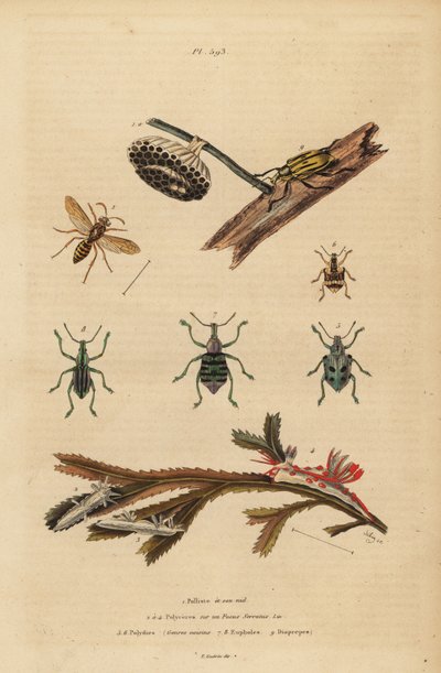 Polistes gallicus, kağıt yaban arısı ve yuva, mavi bit, Eupholus schoenherri, kök biti, Diaprepes abbreviatus, Polycera deniz salyangozları, Ancula gibbosa, Atlantik ancula, deniz yosunu üzerinde by Unbekannt