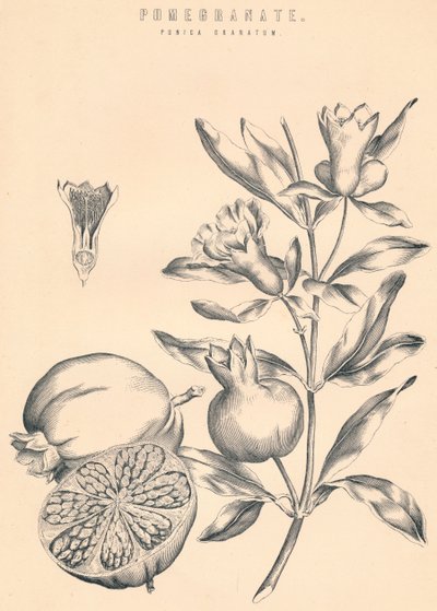 Nar, c19. yüzyıl by Unbekannt