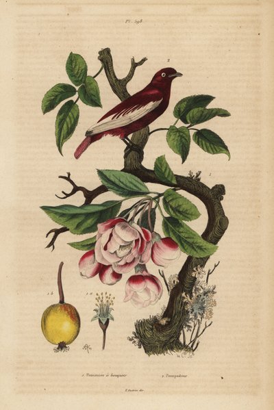 Pompadour cotinga, Xipholena punicea, bir elma ağacında, Malus pumila, meyve, çiçek Pompadour ve buketlerle elma ağacı by Unbekannt
