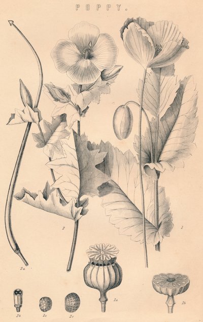 Haşhaş, c19. yüzyıl by Unbekannt